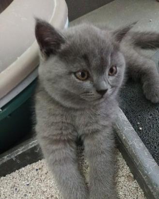 Splendidi cuccioli british shorthair
