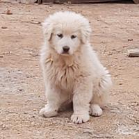 Cucciola pastore maremmano abruzzese