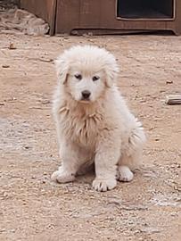 Cucciola pastore maremmano abruzzese