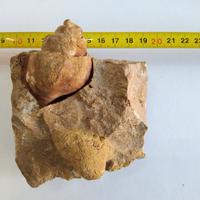Fossile gasteropode con bivalve