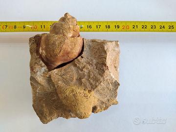Fossile gasteropode con bivalve