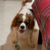 Cane maschio per accoppiamento