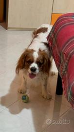 Cane maschio per accoppiamento