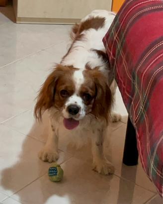 Cane maschio per accoppiamento