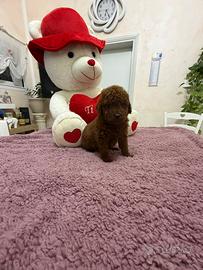 Barboncino (barbone) mini toy , toy Fulvo