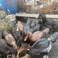 Anatre mute di 4 mesi