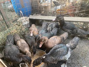 Anatre mute di 4 mesi