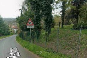 Terreno boschivo colle di covignano