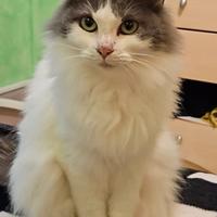 Gattina da adottare