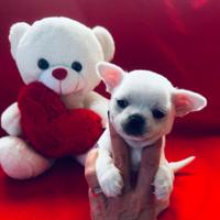 Cuccioli di chihuahua