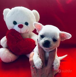 Cuccioli di chihuahua