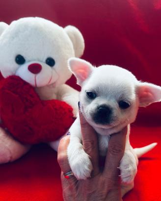 Cuccioli di chihuahua