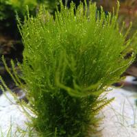 Acquario - muschio di Java