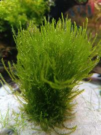 Acquario - muschio di Java