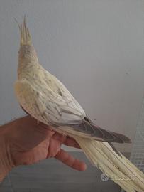 Calopsitte allevata a mano