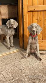 Cuccioli di Weimaraner