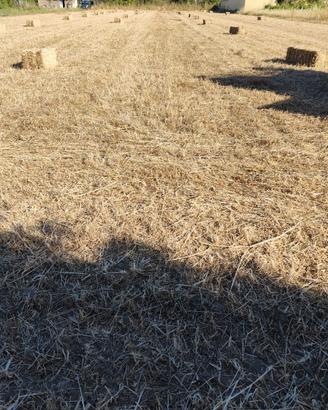 Foraggio prato naturale e seminato Avena
