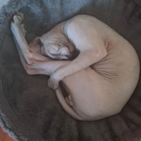 Coppia gatti sphynx da riproduzione