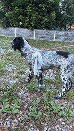 Setter