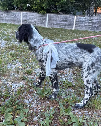 Setter