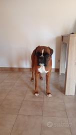 Boxer