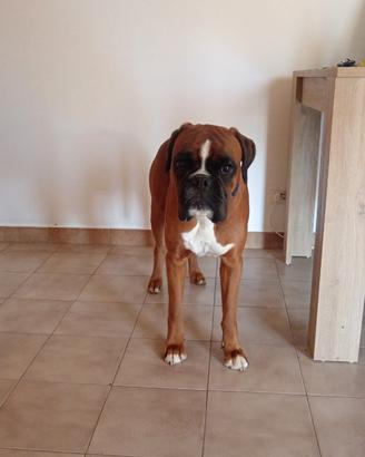 Boxer