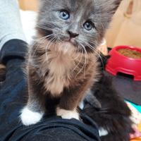 Cuccioli Maine Coon con Pedigree