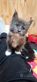 Cuccioli Maine Coon con Pedigree