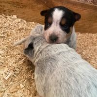 Cucciole Australian Cattle dog