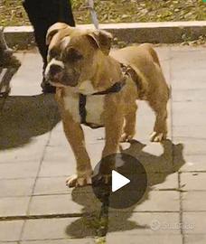 American bully poket