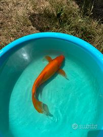 Carpe koi