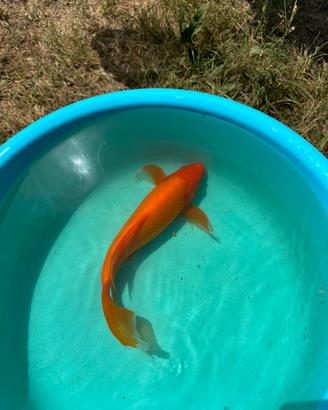 Carpe koi