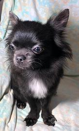Chihuahua PL Blu