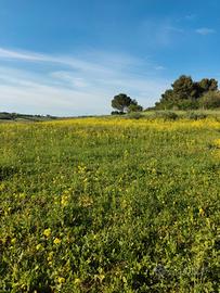 Terreno agricolo