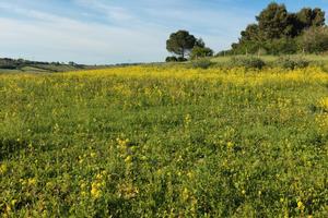 Terreno agricolo