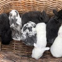 Conigli nani minilop