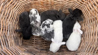 Conigli nani minilop