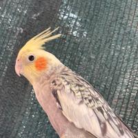 Calopsiti