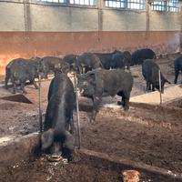 Suino Nero d'abruzzo