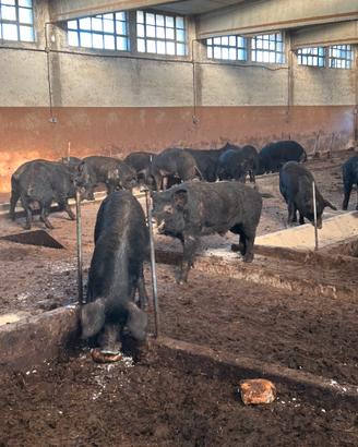 Suino Nero d'abruzzo