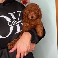 Cucciola Barboncino Toy Red