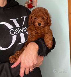 Cucciola Barboncino Toy Red