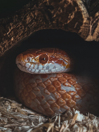 Coppia riproduttiva Pantherophis Guttatus