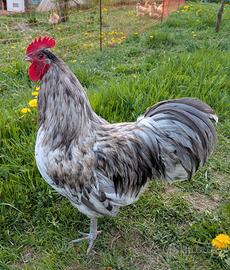 Gallo australorp splash
