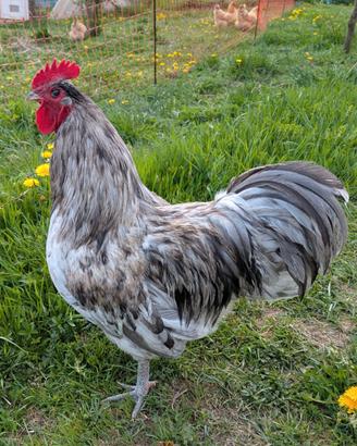Gallo australorp splash