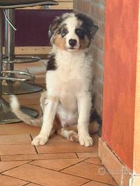 Cucciolo di pastore australiano