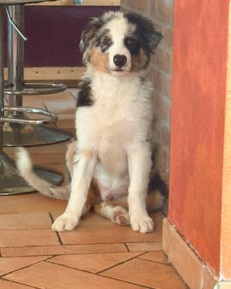 Cucciolo di pastore australiano