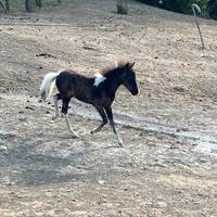 Vendita puledra Falabella