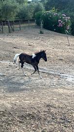 Vendita puledra Falabella