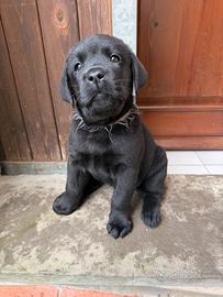 Cuccioli di labrador Retriever